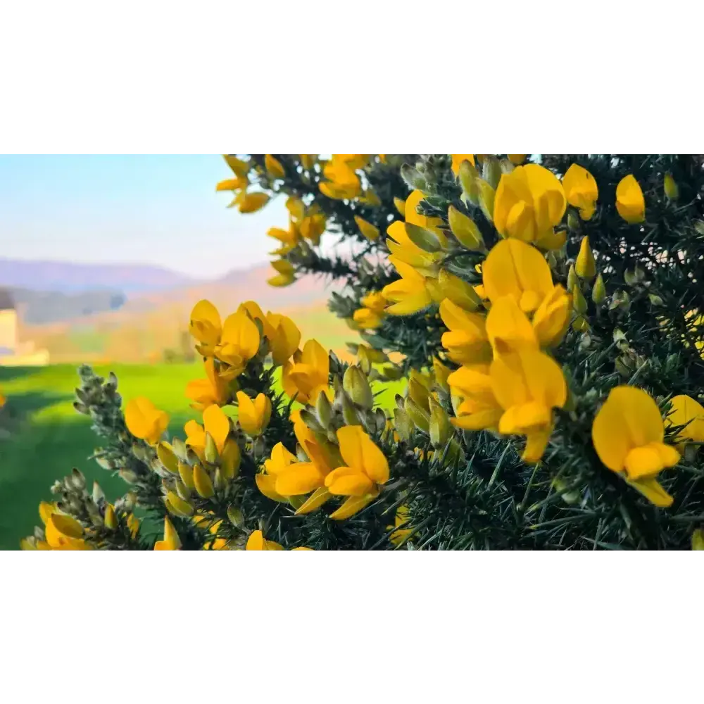 Close view of yellow gorse flowers with hills behind